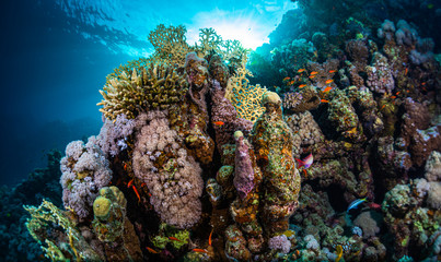 Naklejka na ściany i meble Vivid coral reef in the tropical sea