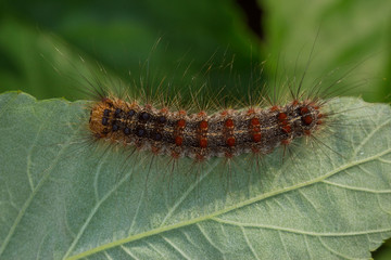 06.06.2019 DE, NRW, Leverkusen Schwammspinner, Raupe Lymantria dispar (LINNAEUS, 1758)