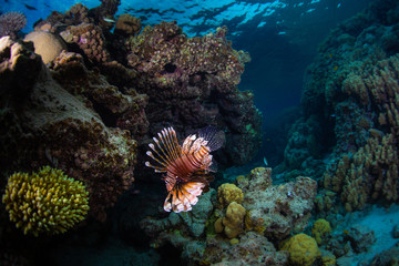 Lionfish swims around the reef in a search of pray