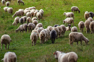 Obraz premium Flock Of Sheep. Pieniny Mountains, Poland.
