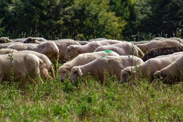 Obraz na płótnie Canvas Flock Of Sheep. Pieniny Mountains, Poland.
