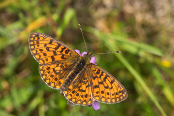 07.06.2019 DE, NRW, Stolberg, Schlangenberg Braunfleckiger Perlmuttfalter Boloria selene ([DENIS & SCHIFFERMÜLLER], 1775)