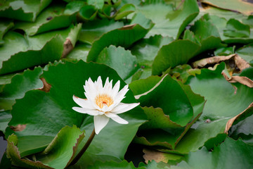 lotus blossom