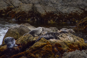 Sea lions rest