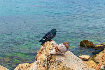 Two pigeons are sitting on a brown rock. Pigeon in natural wildlife. Glyfada Beach and Saronic Gulf in the background. Athens, Greece