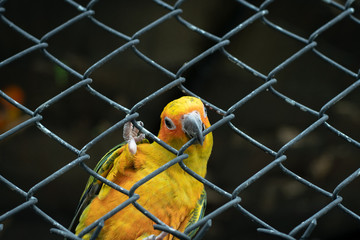 yellow parrot trying to escape
