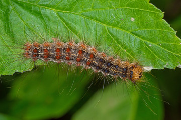 06.06.2019 DE, NRW, Leverkusen Schwammspinner, Raupe Lymantria dispar (LINNAEUS, 1758)