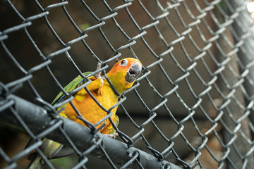 yellow parrot trying to escape
