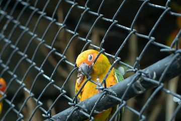 yellow parrot trying to escape