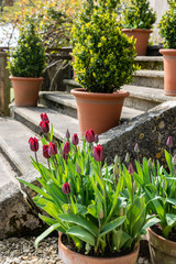 Tulips in a pot by steps in sun
