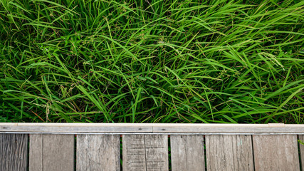 rice field against against wood walkpath