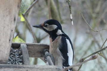 Specht am Vogelhäuschen