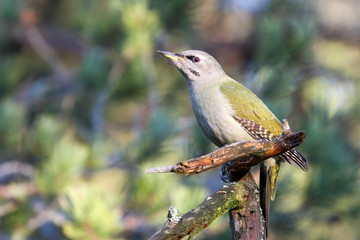 grey-headed woodpecker