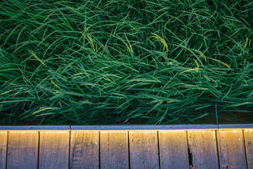 woodden plank against rice field