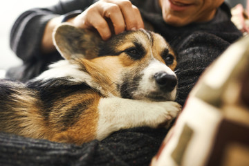 young man owner petting the dog, resting with his pet at home on couch, spending time together, cute Welsh Corgi puppy. Concept friendship with dog and human, cute moments, relaxing, carefree. - 314328750