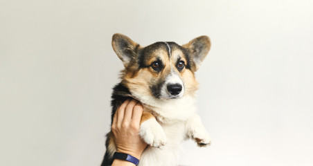 Portrait of cute dog Welsh Corgi Pembroke at home on white background, funny face, smiling puppy, beautiful and adorable pet.