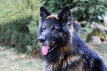 German shepherd with long hair with his tongue hanging out