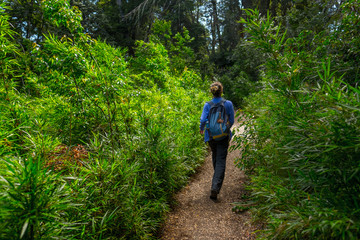Fototapeta premium Hiker walks through the bamboo forest
