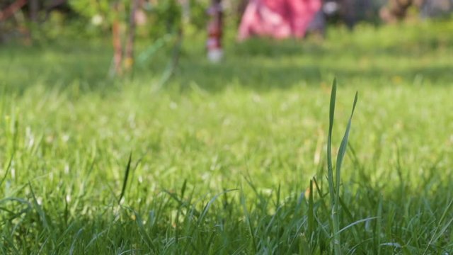 Natural Green Grass lawn blow by the wind. Fresh green plants in the garden swaying wind.