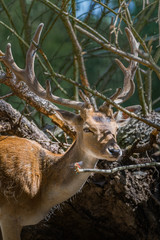 Damhirsch Damwild mit großem Geweih