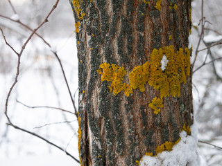 moss and lichen on tree bark