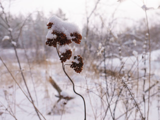 nature and plant in the winter forest