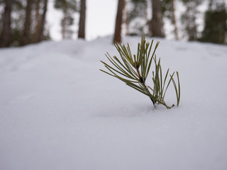 pine branch in the snow