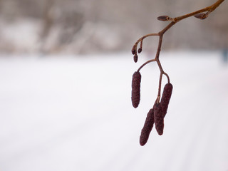 plant branch with buds and flowers