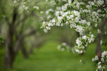 Branch of apple tree blooming with white flowers