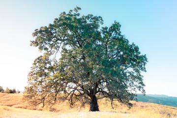 Obraz premium Big Tree