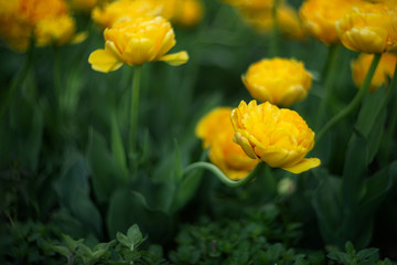 Yellow Tulip with curved stem on a blurred green background