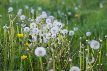 green forest glade covered with white fluffy dandelions
