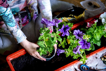 A girl puts a spring flower with ground to the pot with her hands at home 