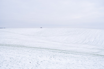 Obraz premium Wheat field covered with snow in winter season. Winter wheat. Green grass, lawn under the snow. Harvest in the cold. Growing grain crops for bread. Agriculture process with a crop cultures.