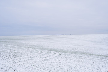 Fototapeta na wymiar Wheat field covered with snow in winter season. Winter wheat. Green grass, lawn under the snow. Harvest in the cold. Growing grain crops for bread. Agriculture process with a crop cultures.