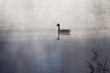 Fototapeta premium Ducks on a pond in a nature park in the early morning when it was misty.