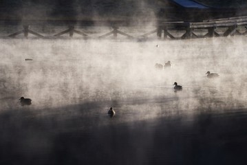 Ducks on a pond in a nature park in the early morning when it was misty.