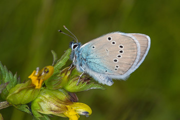 Obraz premium 07.06.2019 DE, NRW, Stolberg, Schlangenberg Rotklee-Bläuling Cyaniris semiargus (ROTTEMBURG, 1775)