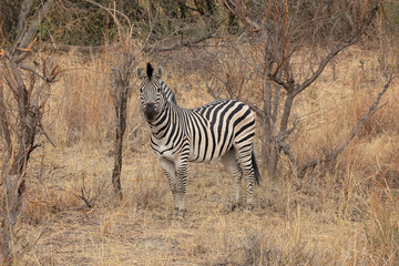 Fototapeta na wymiar Zebra an der Bahn