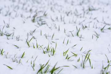 Wheat field covered with snow in winter season. Winter wheat. Green grass, lawn under the snow. Harvest in the cold. Growing grain crops for bread. Agriculture process with a crop cultures.