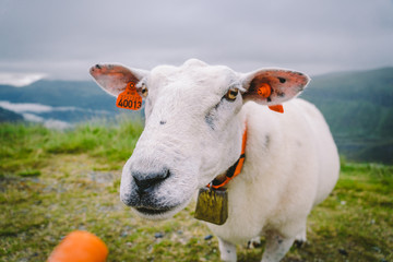 sheeps on a mountain farm on a cloudy day. A woman feeds a sheep in the mountains of norway. A tourist gives food to a sheep. Idyllic landscape of sheep farm in Norway. Content Sheep, in Norway
