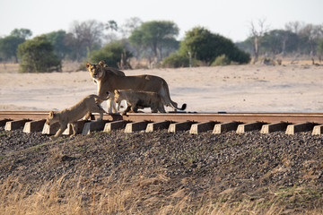 Löwen an der Eisenbahn