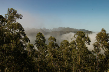 tree in mountains