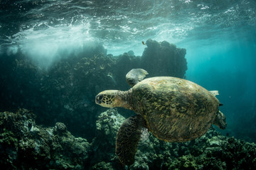 Hawaiian Green Sea Turtle swims around in the coral reef and rocky shoreline