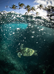 Hawaiian Green Sea Turtle swims around in the coral reef and rocky shoreline