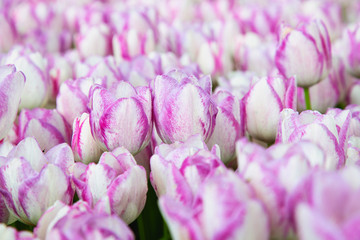 Fototapeta premium Wonderful pink and white tulips at Emirgan Park