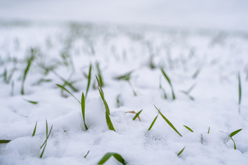 Wheat field covered with snow in winter season. Winter wheat. Green grass, lawn under the snow. Harvest in the cold. Growing grain crops for bread. Agriculture process with a crop cultures.