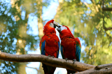 Lovely Scene of Scarlet Macaw Couple Kissing on a Tree Branch