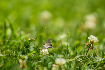 Butterfly on a Flower