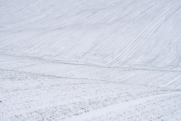 Obraz premium Wheat field covered with snow in winter season. Winter wheat. Green grass, lawn under the snow. Harvest in the cold. Growing grain crops for bread. Agriculture process with a crop cultures.